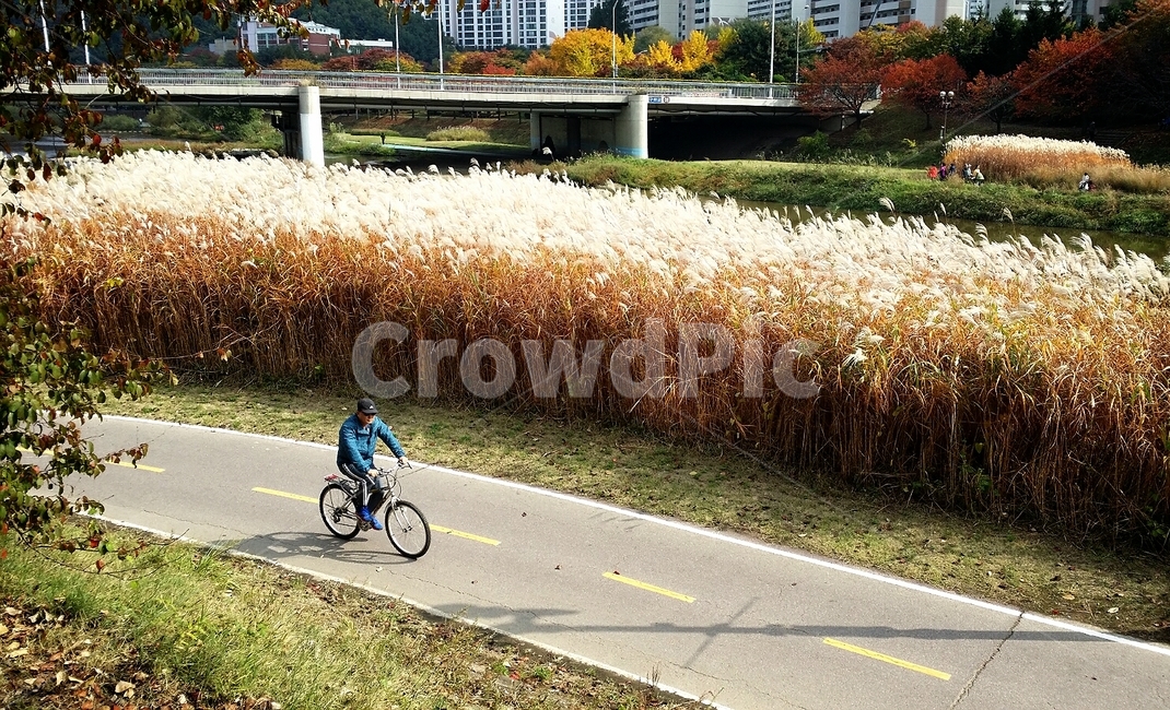 갈대,가을,탄천,풍경,인간,human,사람,bicycle,자전거,bike,wheel,바퀴,가을,계절,fall,autumn,season,사람,인물,인간,human,person,vehicle,차량,transportation,교통,machine,기계