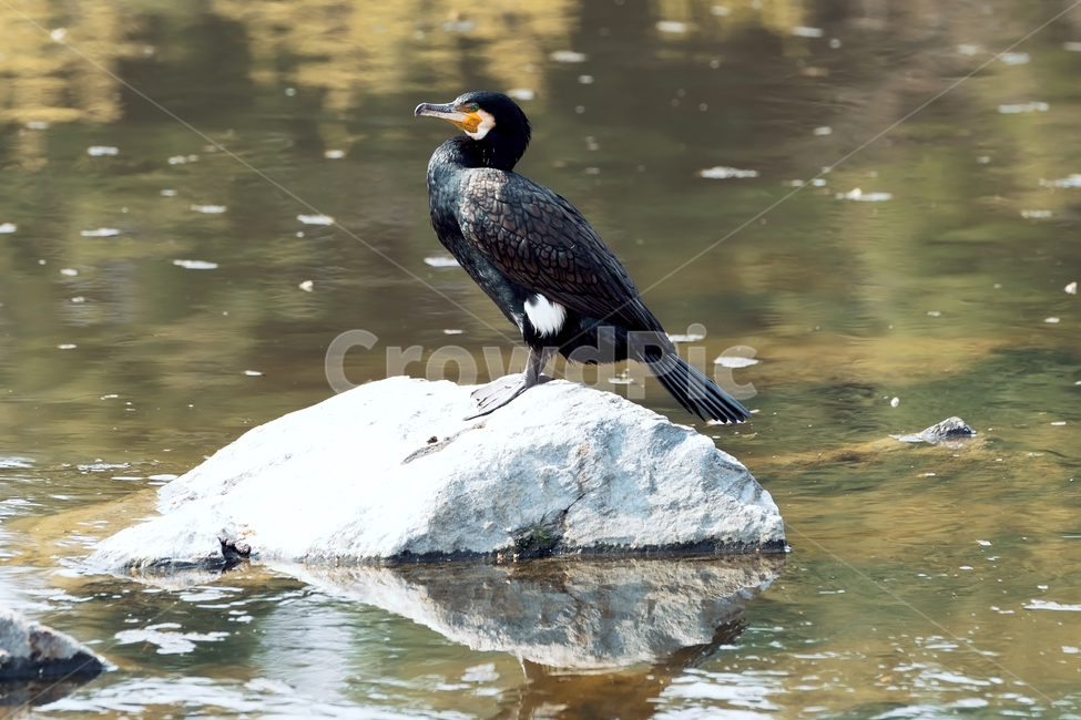 가마우지,민물가마우지,새,철새,자연,생태,생태계,동물,야생동물,조류,cormorant,greatcormorant,animal,bird,waterfowl,동물,animal,조류,새,birds