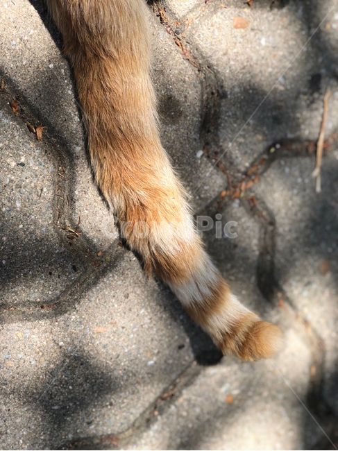 고양이,고양이꼬리,cat,tail,catpaw