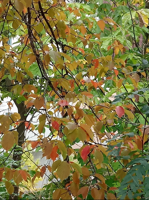 나무,단풍,plant,tree,leaf,잎,나뭇잎,나무줄기,maple,treetrunk,식물,자연,plants,nature