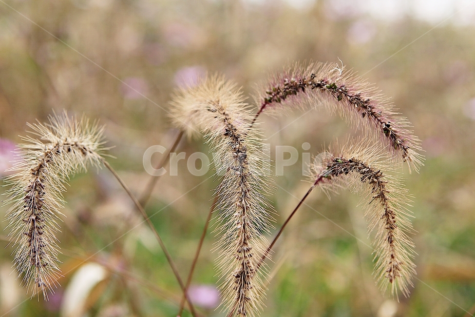 강아지풀,꽃,씨,식물,자연,가을,풀,잡초,식물,자연,plants,nature