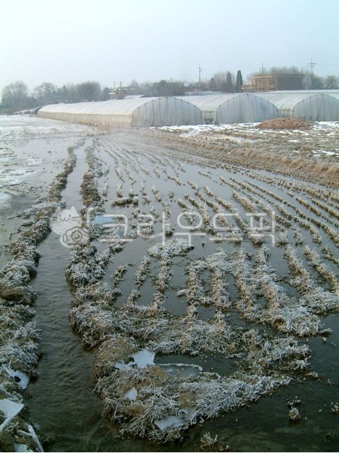 outdoors,옥외,농업,agriculture,서리,frost,논,농사,겨울