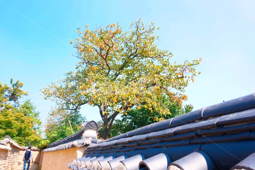 나무,tree,기와집,house,person,사람
