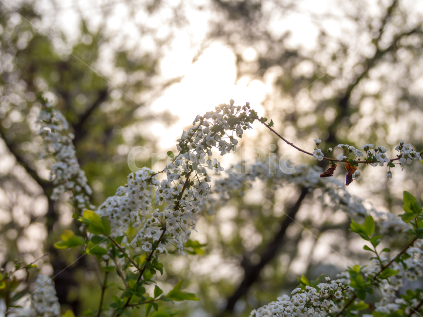 식물,plant,꽃,flower,조팝나무