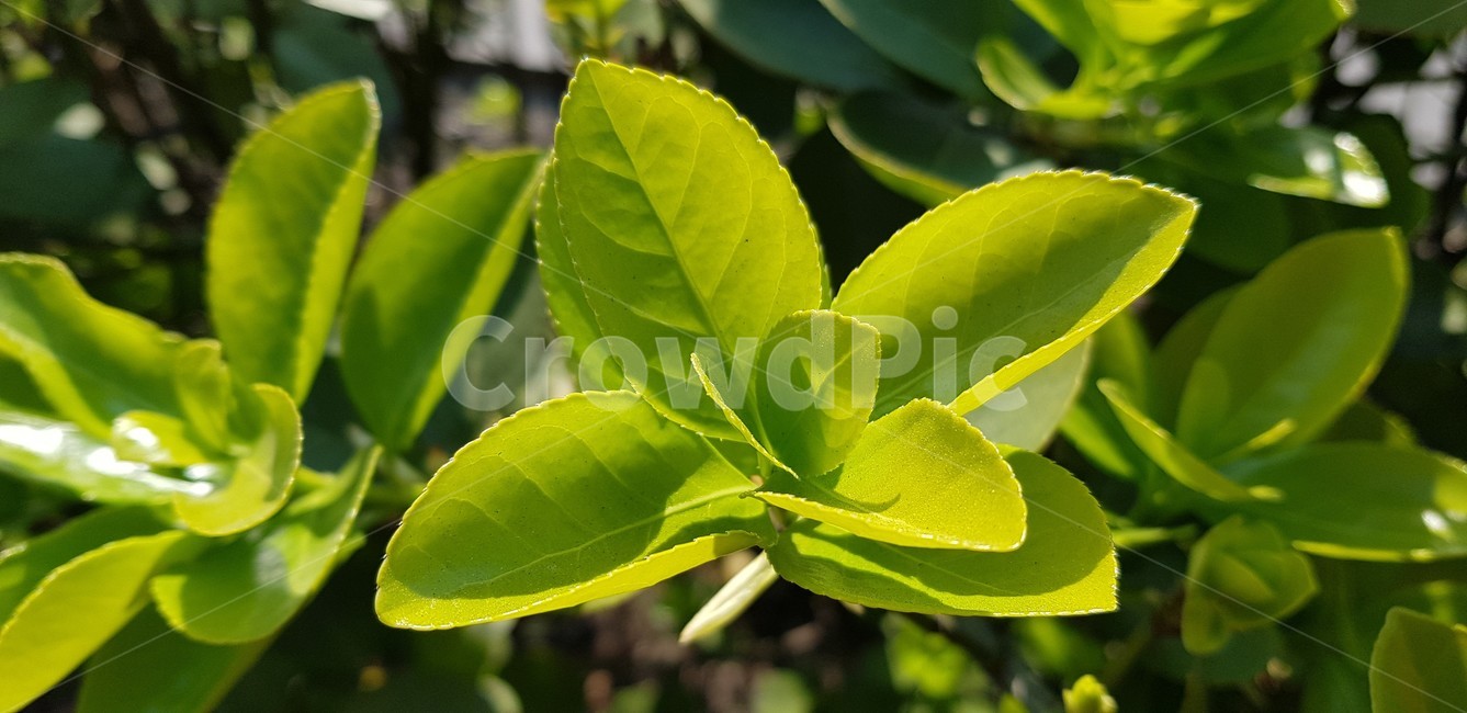 잎,leaf,plant,식물,봄,blossom