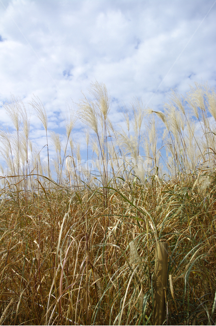 가을,억새,자연,nature,식물,하늘,구름,자연,풍경,nature,landscape,grass,잔디,plant,lawn