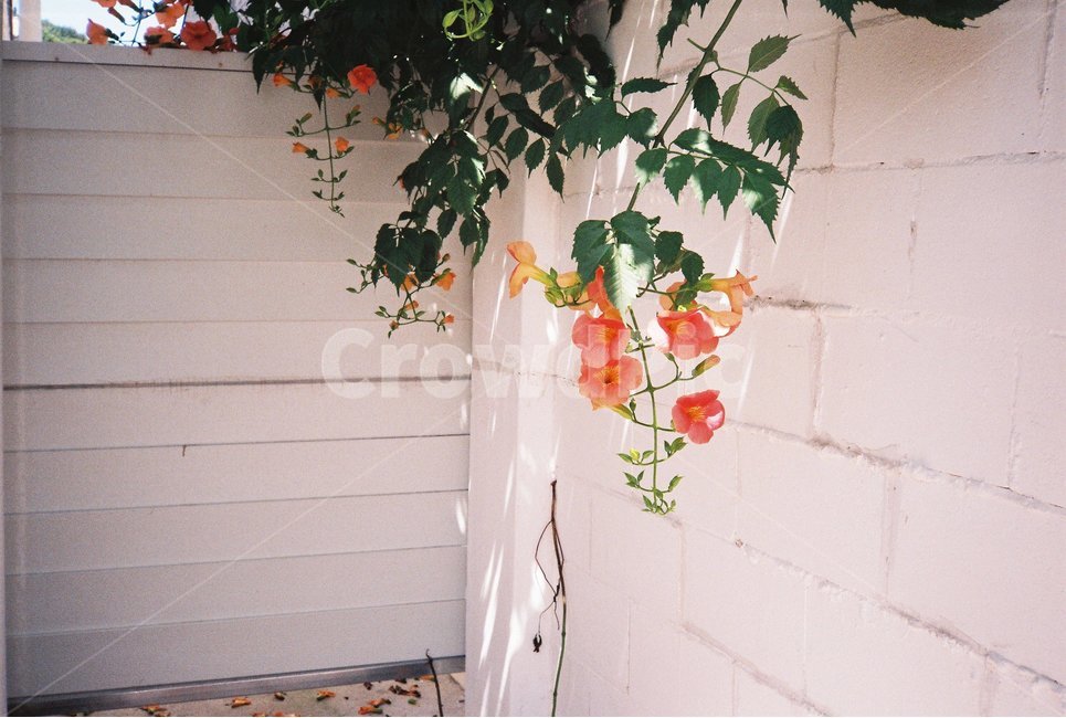 능소화,꽃,여름,담벼락,풍경,식물,식물,자연,plants,nature,꽃,flower,감성,sensible,feeling