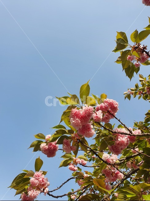 벚꽃,겹벚꽃,pink,분홍색,핑크색,분홍꽃,꽃,flower,하늘,식물,자연,plants,nature,꽃,flower
