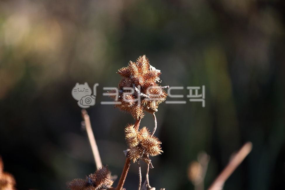thorn,plant,Great sea bream,Dokomali