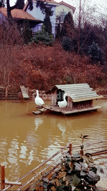 거위,동물,야생,햇살,호수,부부,물,goose,animal,wild,sunshine,lake,couple,water,warm,따뜻함,평온