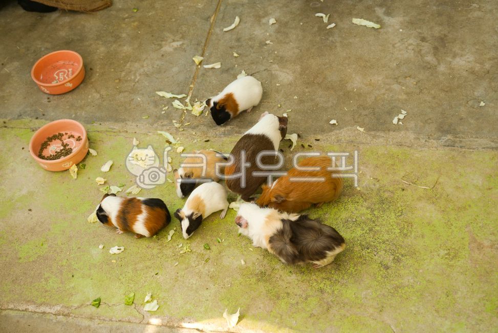 기니피그,설치류,작은동물,애완동물,애완,반려동물,귀여운,동물원,동물