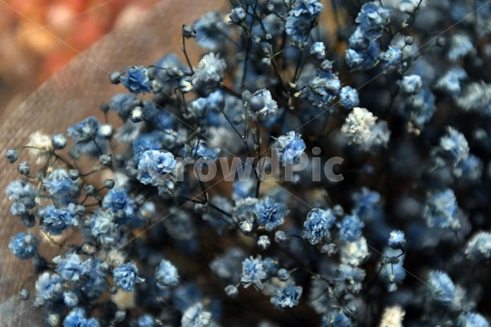 안개꽃,꽃,감성사진,감성,식물,자연,플라워,감정,색깔,색채,색감,칼라,flower,꽃다발,인테리어,소품,사물,기념일,축사,plants,배경화면,안개,nature,파랑,꽃,flower