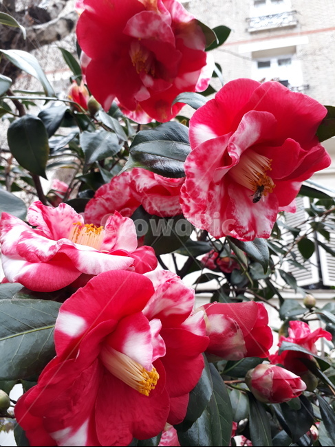 붉은꽃,곤충,동물,봄,벌,식물,자연,plants,nature,꽃,flower