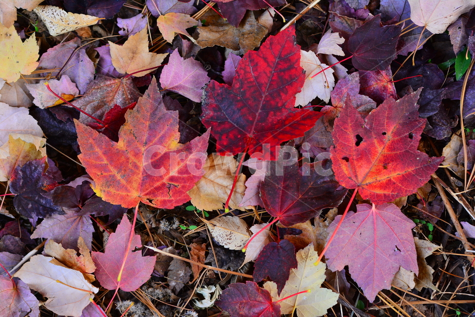 가을분위기,가을느낌,바탕,배경,10월,11월,시즌,계절,단풍잎,메이플,maple,잎,leaf,plant,식물,autumn,fall,background,season,가을배경,낙엽,백그라운드,가을,계절,fall,autumn,season,tree,나무,단풍