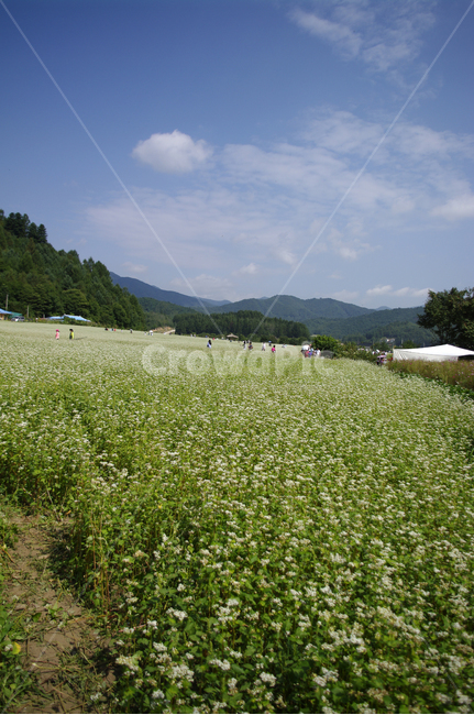 메밀밭,꽃,꽃밭,메밀꽃,flower,자연,풍경,nature,landscape,사람들,대중,군중,other people,crowd,outdoors,옥외,grassland,목초지,field,들,farm,농장,rural,농촌