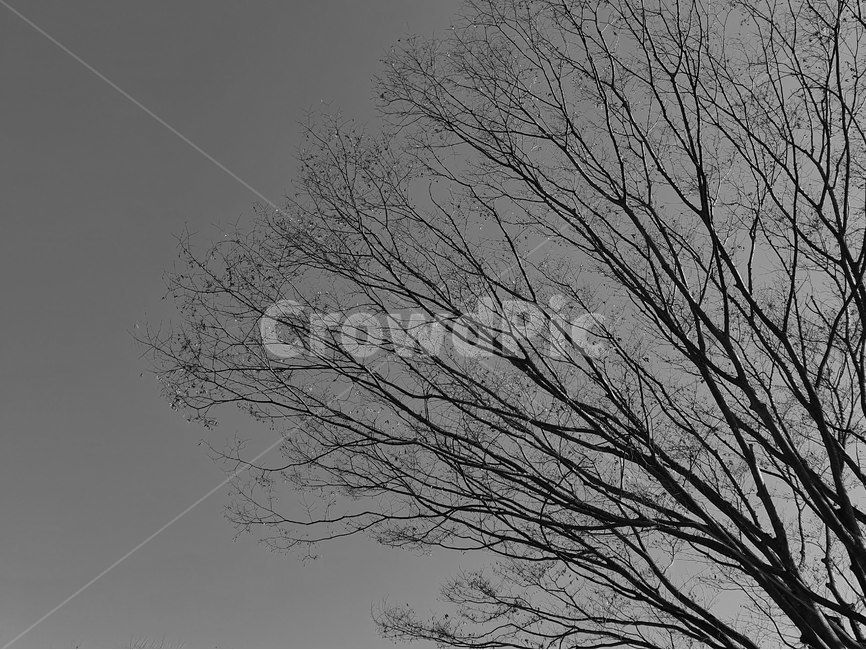 nature,자연,하늘,나무,흑백사진,흑백