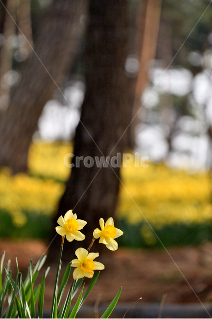 수선화,서산여행,풍경사진,꽃사진,Flower,서산,식물,자연,plants,nature,꽃,flower