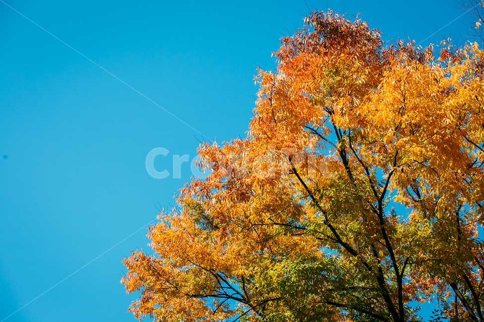 korea,autumn,ginkgo,tree,나무,plant,식물