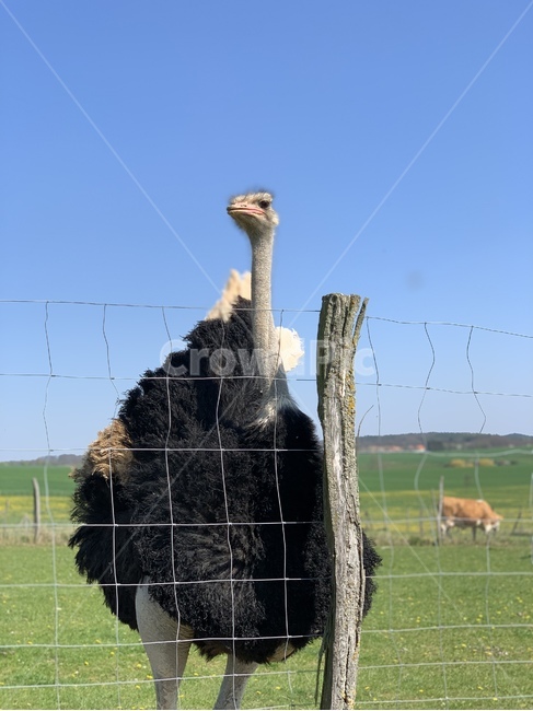animal,동물,타조,새,농장,동물,animal,조류,새,birds