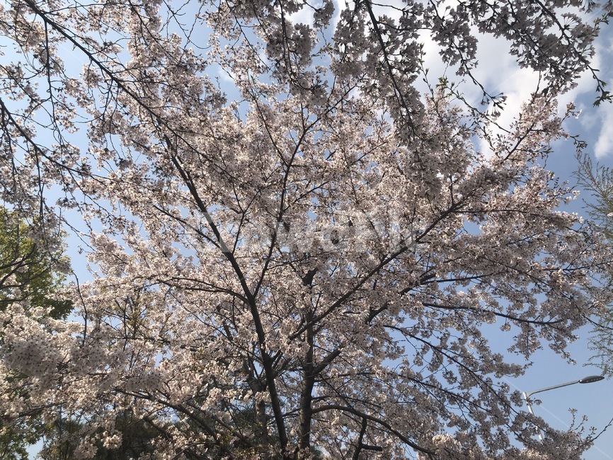 벚꽃,벚꽃나무,나무,하늘,봄