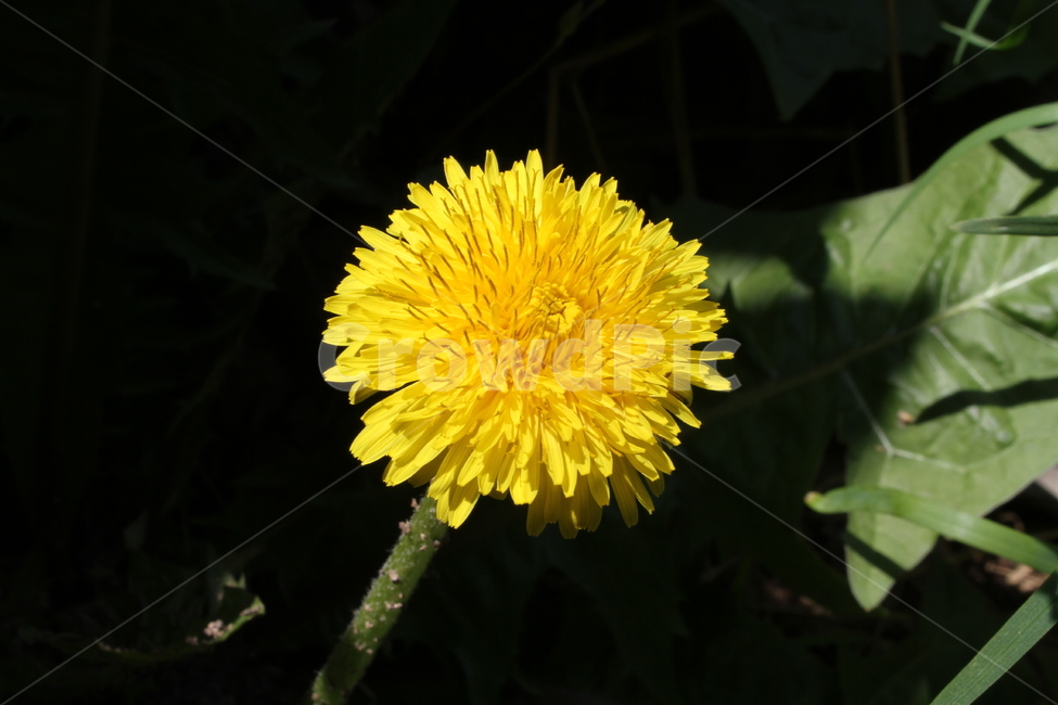 민들레,노랑,식물,야생화,dandelion,식물,자연,plants,nature,꽃,flower