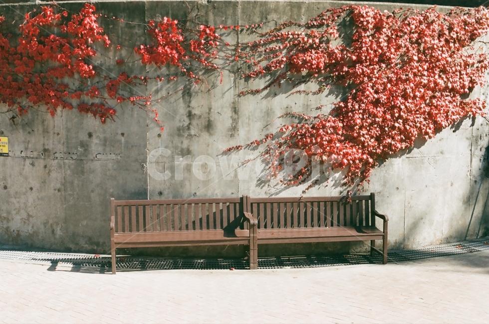 필름카메라,필름사진,감성사진,선유도공원,단풍,가을,계절,fall,autumn,season,furniture,가구,bench,벤치
