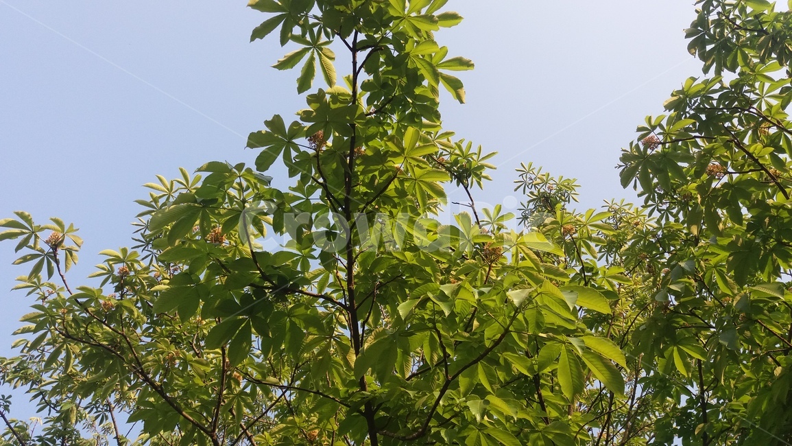 나무,하늘,초록,tree,green,sky,자연,nature,풍경