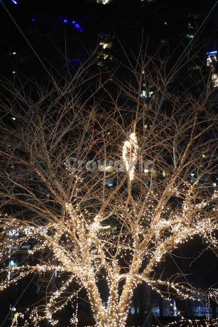 조명,led,야경불,겨울나무,전구,야경,밤,풍경,nightscape,night,landscape,lighting,night life,나이트 라이프