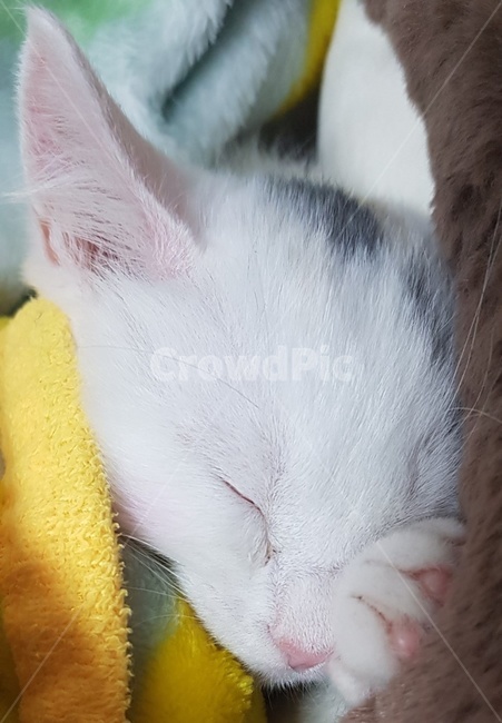 고양이,아기고양이,하얀색고양이,귀여운고양이,자는고양이,동물,animal,포유류,mammal,고양이,cat,kitten,kitty