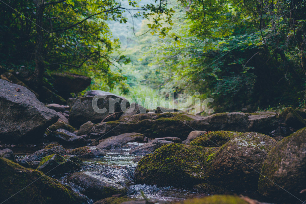 계곡,물,돌,바위,이끼,나무,초록,green,여름,여름,계절,summer,season,자연,풍경,nature,landscape,plant,식물