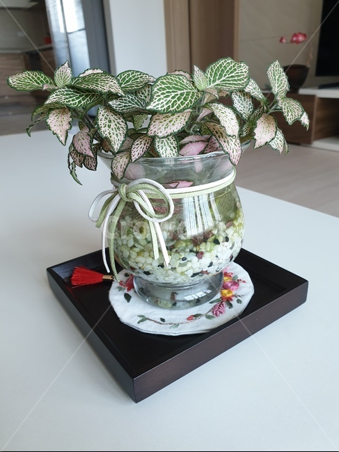 수경재배,꽃,장식,인테리어,티코스트,컵받침,실내용화초,화분,화초,house plant