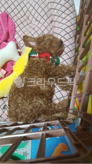 푸들,갈색푸들,자는모습,잠,강아지,댕댕이,개,털,잠자는강아지,아기강아지,베개,방석,초코색,곱슬