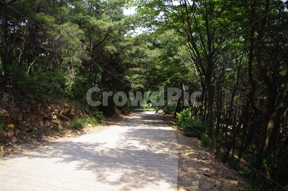신록,초록,나무,식물,plant,자연,nature,숲,길,자연,풍경,nature,landscape,road,도로,gravel,자갈,dirt road,흙길,tree,path,통로