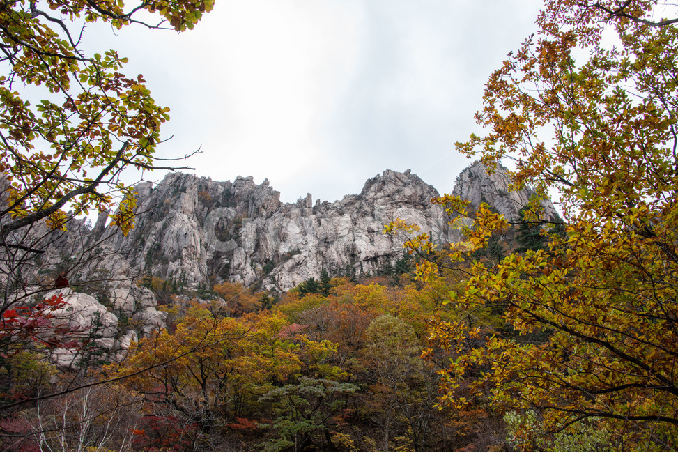 설악산,국립공원,가을,단풍,신선대,가을,계절,fall,autumn,season,자연,풍경,nature,landscape,tree,나무,plant,식물,outdoors,옥외,tree trunk,나무 줄기