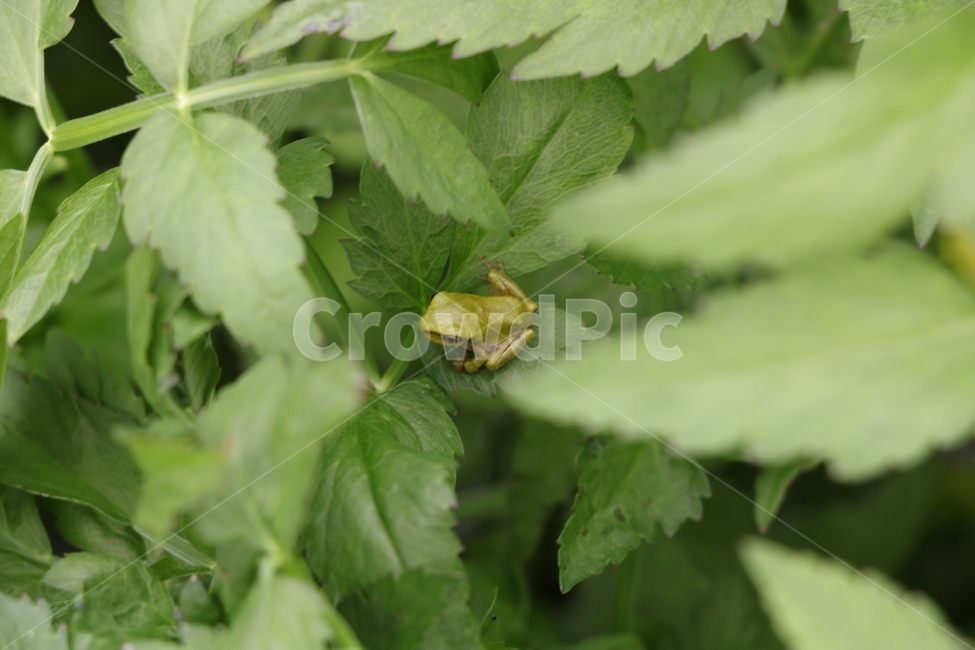 청개구리,개구리,frog,자연,풀,여름,파충류,양서류,reptile,amphibian