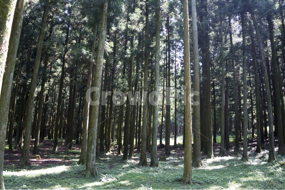 삼나무,제주도,자연,절물자연휴양림,숲길,풍경,제주,피톤치드,휴양림,나무,녹색,숲,산책로,휴양,등산로,자연휴양림,땅,흙,식물,자연,plants,nature,나무,trees,wood