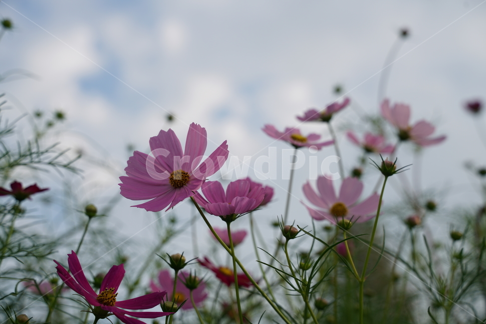 코스모스,cosmos,두상화,국화과,꽃,가을,flower,plant,식물,식물,자연,plants,nature,꽃,flower