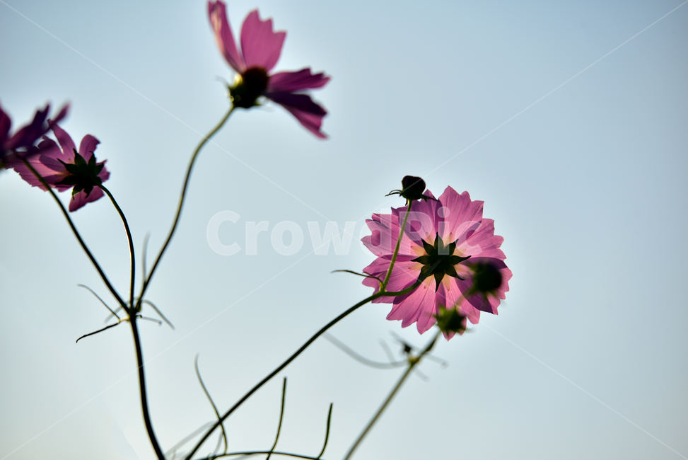코스모스,코스모스꽃,꽃,가을,가을꽃,꽃받침,하늘,식물,국화과,꽃잎,cosmos,flower,fall,autumn,plant,blossom,flowercup,petal,식물,자연,plants,nature,꽃,flower