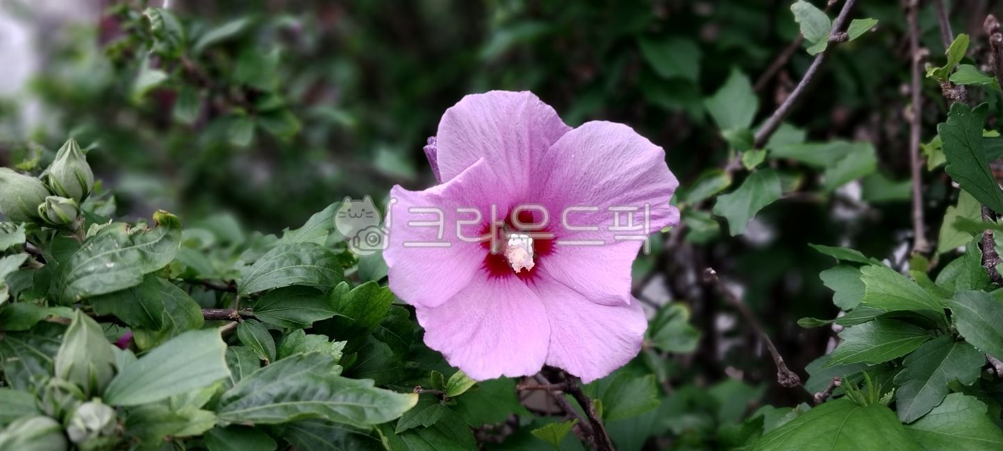 flower,꽃,petal,꽃잎,무궁화,나무,roseofsharon,hibiscusshyriacus,히비스커스시리아쿠스,nationalflowerofKorea,wallpaper