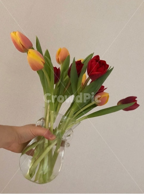 plant,flower,blossom,feeling,sensible,nature,식물,꽃,자연,색감,색깔,색채,시즌,감성사진,힐링,감성,배경,봄,봄꽃,수채화,미술,튤립,근접,art,tulip,손,사람,vase,유리병,꽃꽂이,꽃,flower