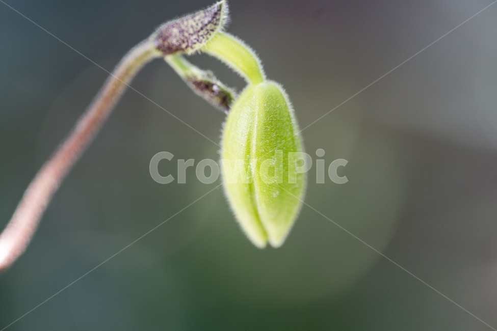 꽃,꽃봉오리,생명,희망,의지,봄,봄,계절,spring,season,식물,자연,plants,nature,green,초록,plant