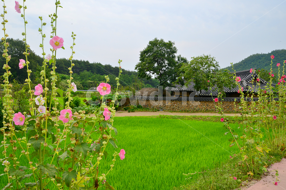 강원도,고성,왕곡마을,민속마을,전통,한옥,초가집,한국전통,한국문화,korean traditional,korean culture,식물,자연,plants,nature,꽃,flower,건축물,건물외관,exterior,building,structure,architecture,construction