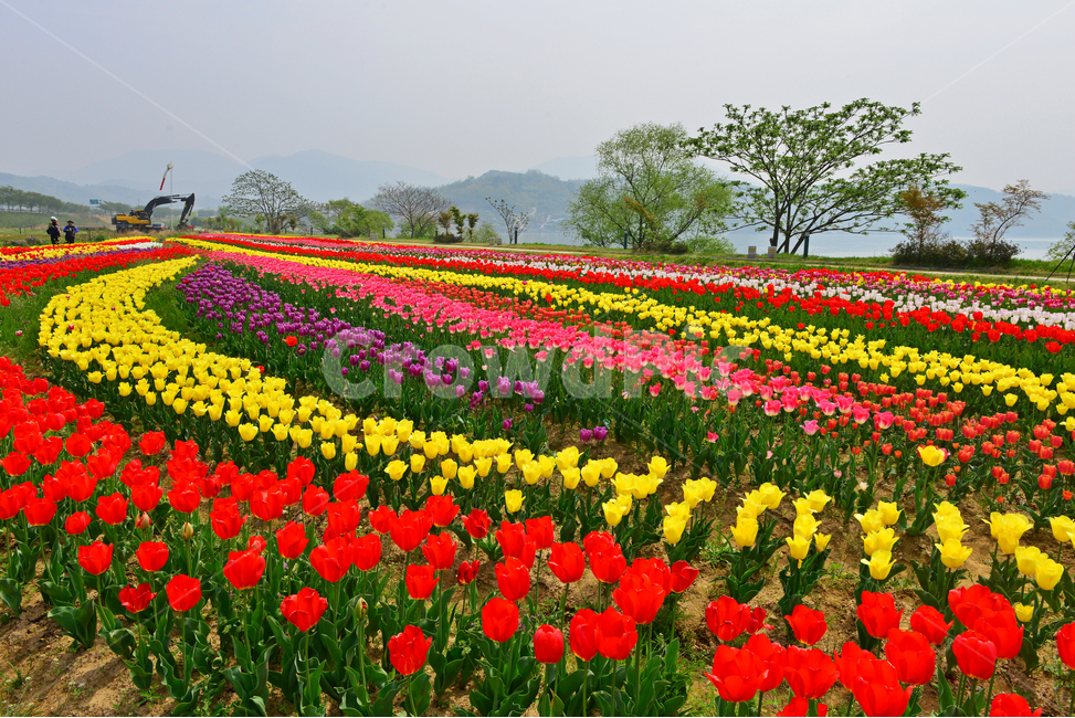 plant,식물,flower,blossom,꽃,tulip,튤립,경남,하동,튤립축제장,튤립툭제,하동튤립축제,둔치,강변둔치,섬진강변,식물,자연,plants,nature,꽃,flower