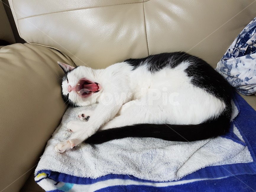 고양이,검정,흰색,검은색꼬리,핑크색코,발톱,송곳니,동물,animal,포유류,mammal,고양이,cat,kitten,kitty