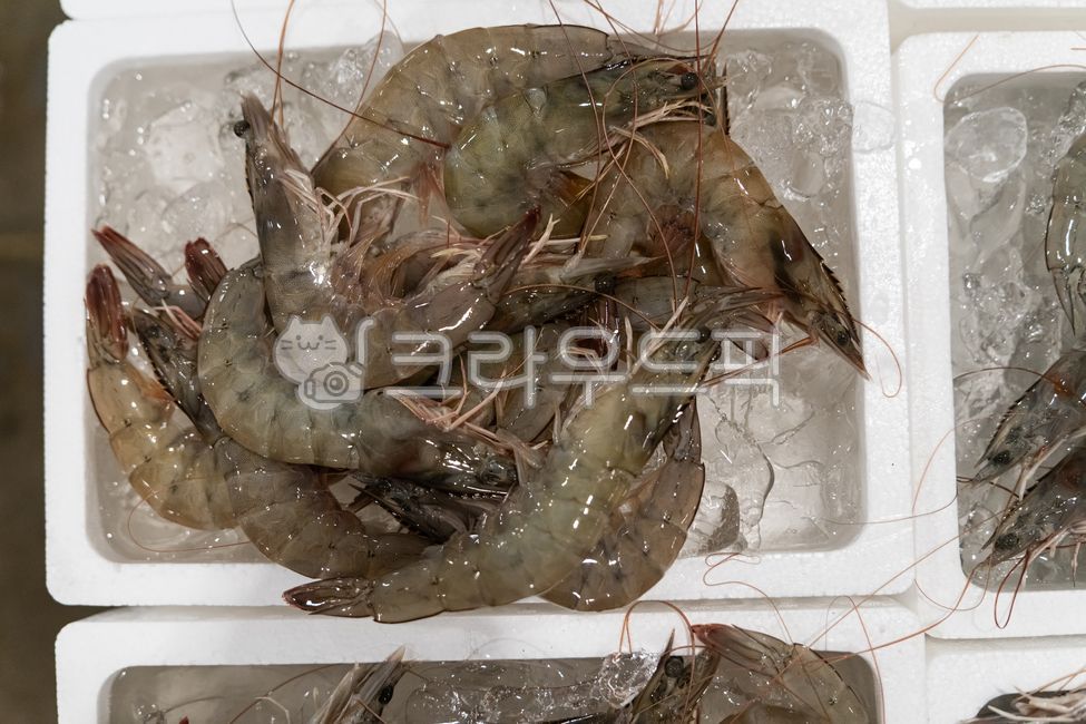 해산물,수산물,국산어종,요리재료,도매시장,흰다리새우,새우,활새우