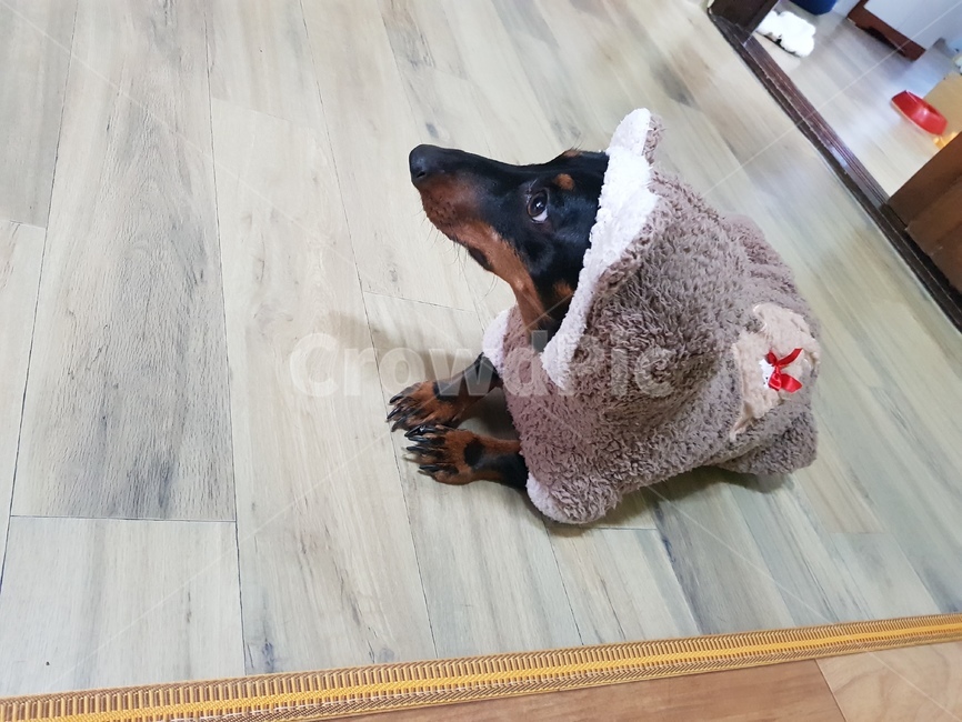 닥스훈트,강아지,애완동물,반려동물,강아지옷