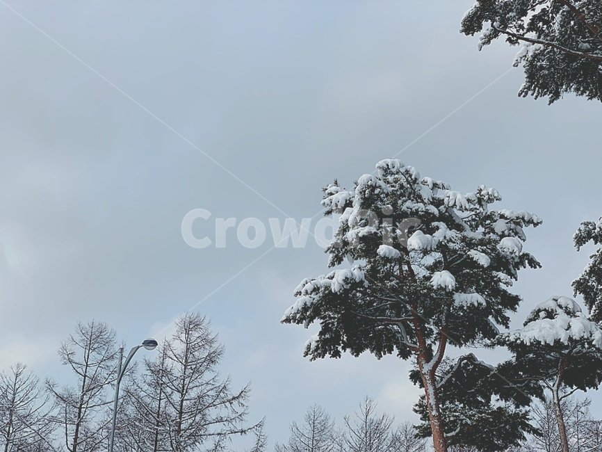 snow,asnowylandscape,겨울풍경,눈내린풍경,눈,눈내린나무,감성,겨울감성
