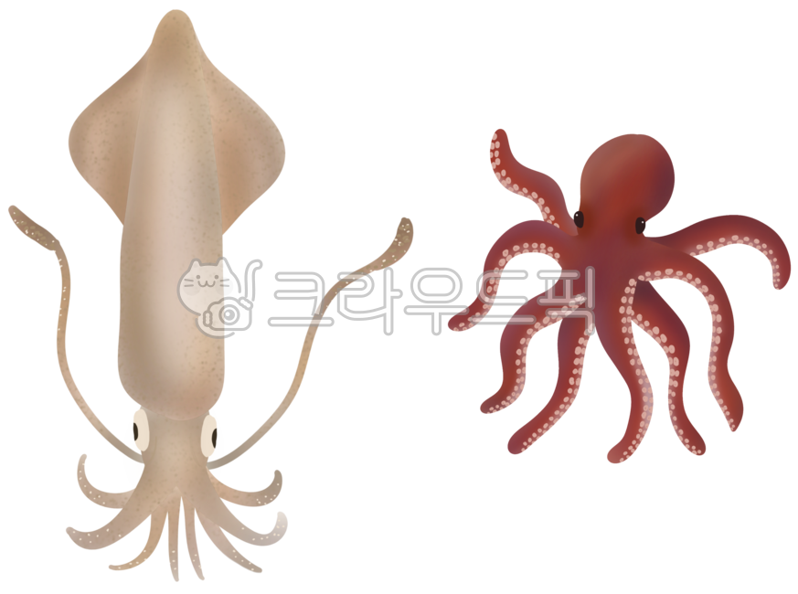 문어, 문어일러스트, 문어그림, 문어손그림, 돌문어, 사진,이미지,일러스트,캘리그라피 - xzo31작가