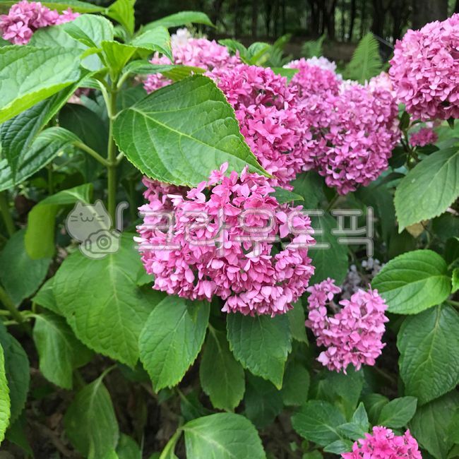 pink,green,hydrangea flower,nature,bouquet,hydrangea,pink flower,leaf,flower,outdoor,plant