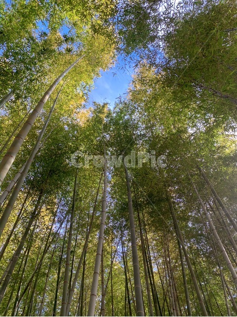 plant,식물,대나무,대나무숲,자연